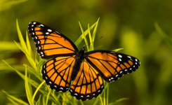 Lorsque vous rencontrez un papillon, l’univers essaye-t-il vraiment de vous transmettre un message secret ?