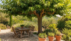 Il pousse vite, fait de l'ombre et résiste bien à la chaleur : l'arbre à planter dès aujourd'hui