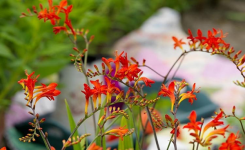 Crocosmia 'Lucifer' : les bases pour réussir sa culture