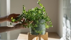 Les plantes d'intérieur qui purifient naturellement l'air