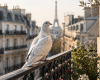 Une colombe près de votre maison : quelle signification ?