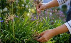 Septembre au jardin : comment préparer correctement les agapanthes ?