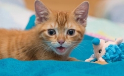 Avez-vous déjà pleuré pour un chat ? 