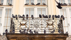 L’astuce pour éloigner les pigeons de votre balcon : efficace et sans danger
