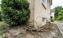 Cet arbuste du jardin peut-il fissurer votre façade ? Ce qu’il faut savoir