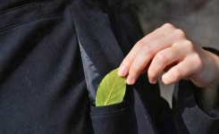 Pourquoi certaines personnes gardent une feuille de laurier dans leur poche ?