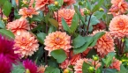 Dahlias : ce geste simple peut prolonger leur floraison