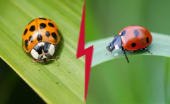 Comment reconnaître et protéger nos coccinelles 🐞