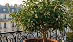 Balcon parfumé : ce petit arbre en pot diffuse un parfum de jasmin tout l'été