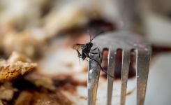 6 astuces simples et naturelles pour éloigner les mouches de votre table