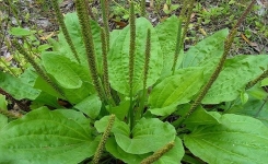 Ne tuez pas cette plante ! C’est l'une des meilleures herbes de guérison que vous pouvez avoir chez vous