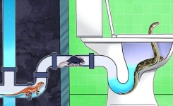 Comment protéger tes toilettes contre l’infiltration des animaux indésirables