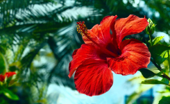 Comment prendre soin d’un hibiscus tout au long de sa floraison ?