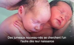 Des jumeaux nouveau-nés s'accrochent l'un à l'autre comme s'ils étaient encore dans le ventre de leur mère