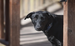 Que symbolise l’entrée d’un chien noir dans votre maison Que symbolise l’entrée d’un chien noir dans votre maison