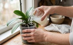 Votre orchidée survit… mais ne fleurit pas ? Voici ce qu’il faut vraiment faire