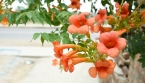 Comment faire fleurir une bignone ? Guide complet pour un mur fleuri
