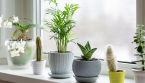 6 plantes décoratives très faciles à entretenir