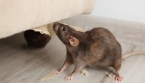 Rongeurs dans la Maison : 6 Réflexes Simples pour Éviter Qu’ils Reviennent