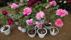 Comment planter les pivoines pour obtenir une floraison généreuse ?