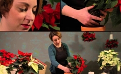 Des idées de décoration pour la maison: Jardin mural de poinsettias