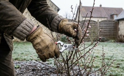 Février : taillez ces 7 plantes maintenant pour une floraison spectaculaire au printemps