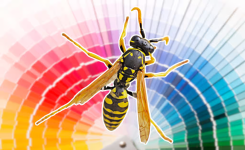🐝 Quelles couleurs attirent ou repoussent les guêpes ? 