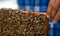 À Cuba, Un Pays SANS PESTICIDES, les Abeilles Sont En PLEINE FORME. 