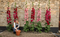 Pourquoi les anciens plantaient des roses trémières près des murs des maisons