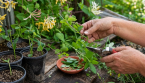 Comment bouturer un chèvrefeuille facilement pour obtenir de nouvelles plantes gratuitement