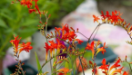 Crocosmia 'Lucifer' : les bases pour réussir sa culture