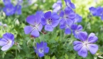 Massif vide ? Cette vivace plantée en septembre peut le transformer durablement