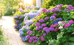 Canicule de juillet et août : comment protéger ses hortensias des fortes chaleurs ?