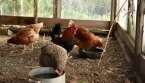 Impôts 2026 : faut-il déclarer ses poules ? Ce que dit vraiment la règle