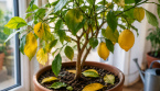 Pourquoi les feuilles de votre citronnier tombent-elles ? Voici comment y remédier