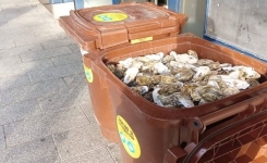 Ne jetez plus vos coquilles d’huîtres : 8 façons vraiment utiles de les réutiliser
