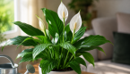 Faites refleurir votre lis de la paix : les gestes simples qui favorisent de nouvelles fleurs