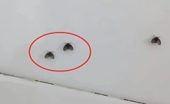 Comment éliminer les mouches papillons dans votre salle de bain ?