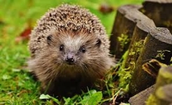 Pourquoi le hérisson est l'un des meilleurs alliés naturels du jardin