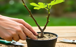 Peut-on faire pousser un figuier à partir d'une branche ?