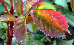 Pourquoi votre plante « pleure »-t-elle ? Ce phénomène porte un nom : la guttation