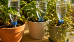 Comment arroser les plantes pendant les vacances sans système coûteux