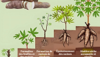 🌿 Combien de temps faut-il pour cultiver le manioc ?