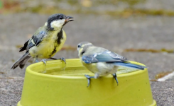 Canicule : ce point d’eau conseillé par la LPO peut aider les oiseaux de votre jardin