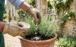 Comment préparer un bouclier végétal pour protéger terrasse et balcon des moustiques tout l’été