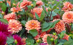 Dahlias : ce geste simple peut prolonger leur floraison
