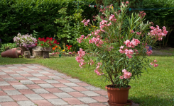 Laurier-rose en pot : les gestes simples pour favoriser une belle floraison