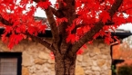 Planter cet arbre flamboyant peut-il vraiment valoriser votre maison ?