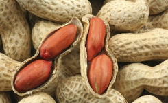 Pourquoi manger des cacahuètes est si bénéfique pour l’organisme