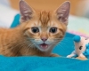 Avez-vous déjà pleuré pour un chat ? 